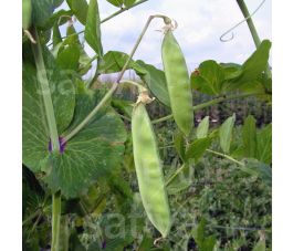 Peul - Schweizer Riesen (Zwitserse reuzen) - BIODYNAMISCH