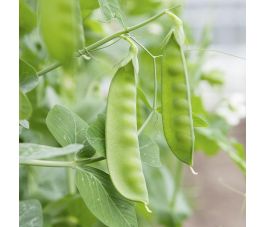 Rijspeul/Sluimerwt - Sweet Horizon - BIO