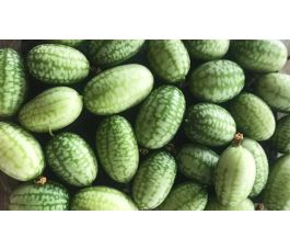 Muismeloen - Cuca Kolibri - BIO