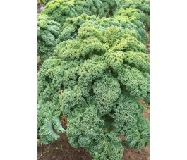 Boerenkool - Westlandse Winter - BIO