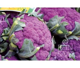 Bloemkool - Di Sicilia violetto - BIODYNAMISCH
