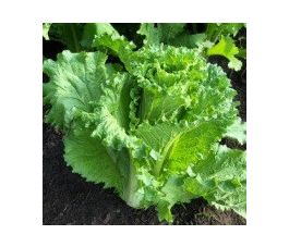 Chinese kool - Michihili - BIO