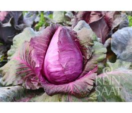 Spitskool rood - Kalibos - BIODYNAMISCH