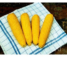 Suikermaïs - True Sweet Gold - BIO - 50% korting wegens verminderde kiemkracht