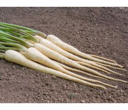 Pastinaak - White Gem - BIODYNAMISCH - 50% korting wegens verminderde kiemkracht