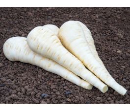 Pastinaak - Schleswiger Schnee - BIO