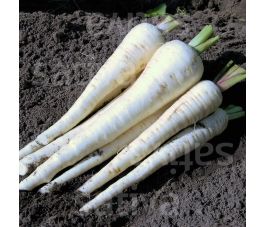 Pastinaak - Schleswiger Schnee - BIO - 50% korting - verminderde kiemkracht