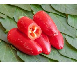 Chilipeper - Jalapeno Ruben - BIO