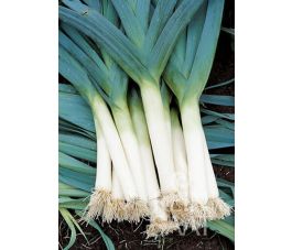 Prei - Blaugrüner Winter/Atlanta - BIO - 50% korting - verminderde kiemkracht