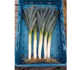 Prei - Blauwgroene winter - Het Eikelenhof - BIO - 50% korting wegens verminderde kiemkracht