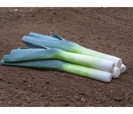 Herfstprei - Sevino - BIODYNAMISCH - 50% korting wegens verminderde kiemkracht