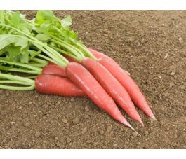 Rammenas - Ostergruss rosa 2 - BIODYNAMISCH