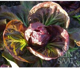 Roodlof-Radicchio - Palla Rossa 3 - BIO - 50% korting - verminderde kiemkracht