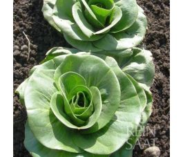 Groenlof - Grumolo verde - BIO - 50% korting wegens verminderde kiemkracht