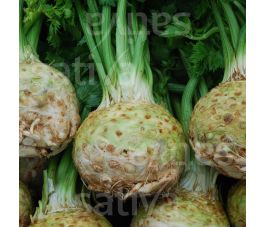 Knolselder - Porthos - BIODYNAMISCH