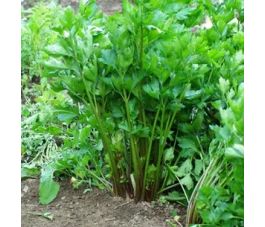 Selder - Giant Red - BIO