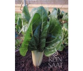 Snijbiet/Warmoes - Jessica - BIO - 50% korting wegens verminderde kiemkracht