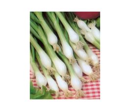 Bosui - Witte van Lissabon - BIO Bosui - Witte van Lissabon - BIO