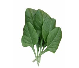 Snijbiet - Gewone Groene - BIO