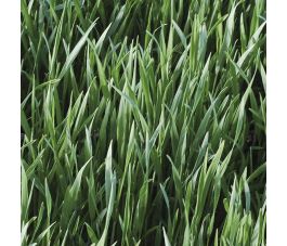 Winterrogge - groenbemester - 75 g - BIO