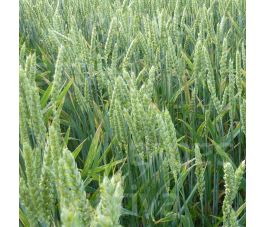 Wintertarwe 75g - BIO