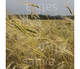 Zomergerst 50 g - BIO