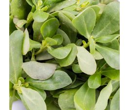 Zomerpostelein - BIO