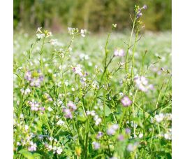 Bladrammenas - groenbemester - BIO