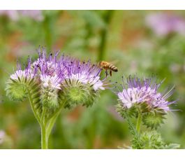 Phacelia - Phacelia tanacetifolia - BIO/BIODYNAMISCH Phacelia - Phacelia tanacetifolia - BIO/BIODYNAMISCH