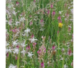Wildbloemenmengsel voor vlinders - BIO