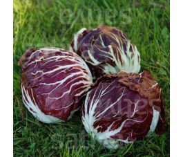 Radicchio - Palla rossa - Vinci (1102) TT - BIODYNAMISCH - 50% korting wegens verminderde kiemkracht
