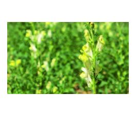 Antirrhinum graniticum - Leeuwenbekje 'Crèmekleurig' - BIODYNAMISCH - 50% korting - verminderde kiemkracht