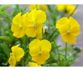 Viola cornuta - Gele hoornviooltje - BIODYNAMISCH