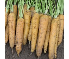 Zomerwortel - Yellowstone - BIO