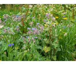 Z1592 - Nuttige insecten paradijs - 100 g - voor 70 m² - BIO