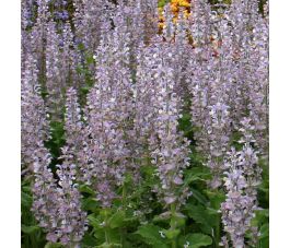 Salvia sclarea - Scharlei - BIO