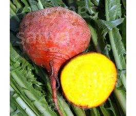 Rode biet - Golden - BIO