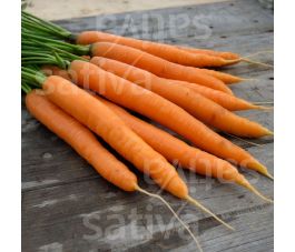 Wortel - Amsterdam 2 - BIO - 50% korting - verminderde kiemkracht