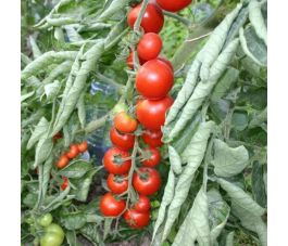 Kerstomaat - Miel du Mexique - BIO - 50% korting wegens verminderde kiemkracht