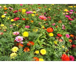 Zomerbloemenmengsel - Zomerdroom - BIO