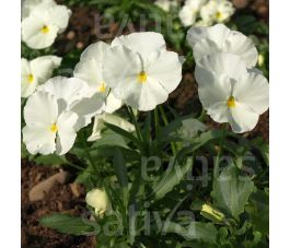 Viola wittrockiana - Viooltje - Jungfrau - BIODYNAMISCH