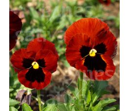 Viola wittrockiana - Viooltje Alpenglühn - BIO