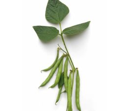 Stamslaboon/Struikboon - Arosa - BIO