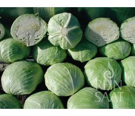 Witte kool - Holsteiner Platter - BIODYNAMISCH