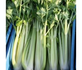 Bleekselder - Putse Witte Selder - BIO Bleekselder - Putse Witte Selder - BIO