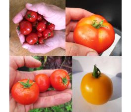 Mix van struiktomaten - BIO