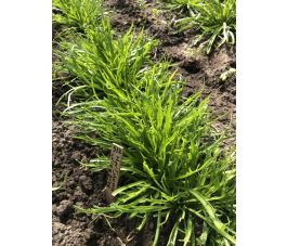 Hertshoornweegbree - BIO