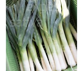 Zomer/Herfst-Prei - Hilari - BIO