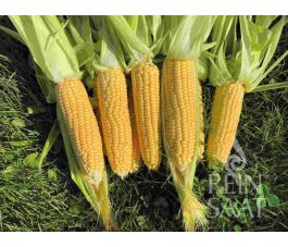 Suikermaïs - Ashworth - BIODYNAMISCH - 50% korting - verminderde kiemkracht