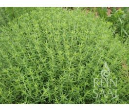 Bergbonenkruid - Satureja montana - BIODYNAMISCH